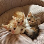 [강아지] 1개월령 아깽이들 가족이 되어주세요