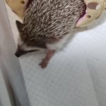 <b>덕배</b> 발 좀 보고가