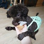 [이것좀봐줘] 우리 겸댕 댕댕이 소개할게요