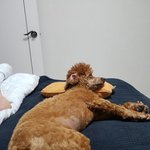 <b>꿈</b>나라 가는 멍멍이