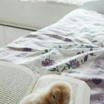 [댓글부탁해] <b>국산</b> 펜 추천 해주라