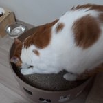 나의 동거묘 <b>도칠</b>이 2019년 7월 일상들