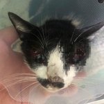 고양이 폭행 <b>직위</b>해제 당한 고교 경비원