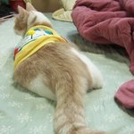 [고양이] 나는 열한살 할배 고양이 싼쵸옹 16