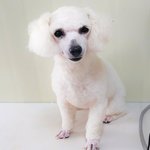 루시/푸들/<b>여아</b>/2살/3.5kg *사랑받고 싶은 루시입니다.