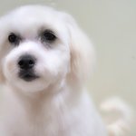 모모/말티즈/남아(중성화완료)/8개월/4kg    *<b>활발</b>한 성격을 가진...