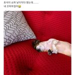 [방탄소년단] 웃다가 울었다.....ㅋㅋㅋㅋㅋㅋㅋㅋㅋㅋ