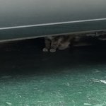 [댓글부탁해] 니네오늘 저녁뭐먹었는지 자랑하고가̐̈