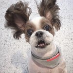 [방탄소년단] 누가 <b>미키</b>고 누가 호석이지