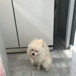 [댓글부탁해] 목욕하기 싫은 아기<b>포</b><b>메</b>