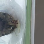 (모금중단) 추가) 피흘리는 고양이를 줍게 됐습니다 제발 도와주세요