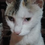 <b>눈병</b> 걸린것 같아요 도와주세요