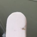 [이것좀봐줘] <b>아이스</b>크림에 모기가 얼려 나왔어요