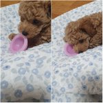 4살 장금이와 3개월 뚜리 보고가세요~!