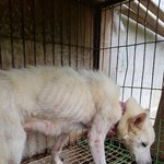 [강아지] 피부병<b>어미</b>와 3남매 좀 도와주세요