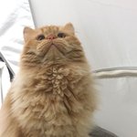 [고양이] 개성 있는 저희 냥이에요( 고창석님 약간 <b>닮음</b>)