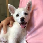 [강아지] 풀숲에 버려진 <b>어미</b>와 7남매중 남아
