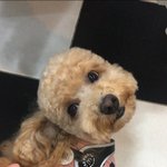 나도 <b>푸들</b>자랑(사진추가)