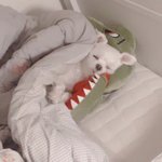 [강아지] 우리집 <b>상전</b>