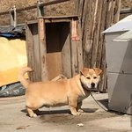 [댓글부탁해] 도전공든벨 신청했는데 꼭 가야 돼?