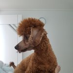 멍멍이의 <b>나른</b>한 주말 아침