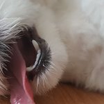 우리집 강아지 혀 흘러<b>내림</b> ㅋㅋㅋㅋㅋㅋ