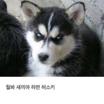 [<b>프듀X</b>] 허스키인줄 알았더니 그저 말라뮤트인 연습생