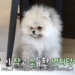 귀엽다<b>데스</b>