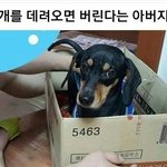 [댓글부탁해] 개 데려오면 버린다는 <b>아버지</b>