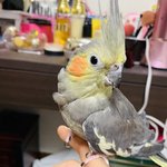 [앵무<b>집사</b>] 쿠쿠짱 스토리