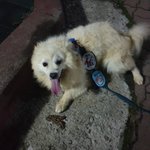 [강아지] 노원구 스피츠 <b>견주</b>를 찾습니다