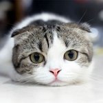 <b>SNS</b>에 자랑하고픈 냥냥이들