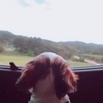 시<b>츄</b>는 대박입니당