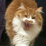 아기냥 <b>호빵</b>이-22