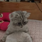 [이것좀봐줘] 울 고양이 앉아 있는거 어땡