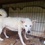 [강아지] 피부병<b>어미</b>와 3남매 좀 도와주세요