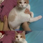 [고양이] 나는 열한살 할배 고양이 싼쵸옹 17