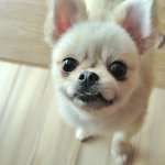 공주/포메라<b>이언</b>/여아/2살/2kg *사람과 함께 하고싶은 아이