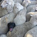 [모두드루와] 힐링되는 귀여운 댕댕이 냥냥이 모음