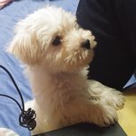 우리집 댕댕이요~^^