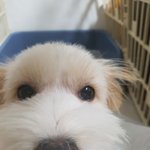 [댓글부탁해] 약간 바람막이느낌나는 아노락을 뭐라그래????