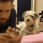 약속은 꼭 지키고<b>야마</b>는 댕댕이