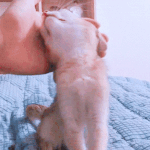 [강다니엘] 새삼 <b>오리</b>가 부러워죽겠다
