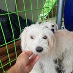 [강아지] <b>주인분</b>이 돌아가셨어요