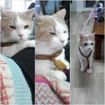 [고양이] 나는 열한살 할배 고양이 싼쵸옹 18