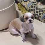 우리집 <b>강쥐</b> 나 공부할 때ㅋㅋ