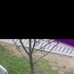 [고양이] 카페 고양이 패대기 쳐서 죽인 범인