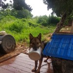 [강아지] 세퍼트 가족이 되어주세요