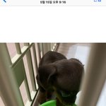 [강아지] "<b>아가</b>닥스훈트의 성장일기"