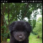 [강아지] 피부병<b>어미</b>와 3남매 가족이 되어주세요